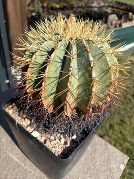 Ferocactus glaucescens
